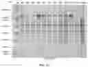 Fig. 22 - COMPOSITIONS AND METHODS TO MANUFACTURE TUMOR SUPPRESSOR FUSIONS