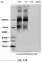 Fig. 23 - COMPOSITIONS AND METHODS TO MANUFACTURE TUMOR SUPPRESSOR FUSIONS