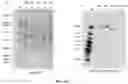 Fig. 24 - COMPOSITIONS AND METHODS TO MANUFACTURE TUMOR SUPPRESSOR FUSIONS