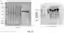 Fig. 26 - COMPOSITIONS AND METHODS TO MANUFACTURE TUMOR SUPPRESSOR FUSIONS