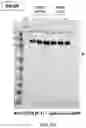 Fig. 30 - COMPOSITIONS AND METHODS TO MANUFACTURE TUMOR SUPPRESSOR FUSIONS