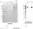Fig. 31 - COMPOSITIONS AND METHODS TO MANUFACTURE TUMOR SUPPRESSOR FUSIONS
