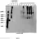 Fig. 37 - COMPOSITIONS AND METHODS TO MANUFACTURE TUMOR SUPPRESSOR FUSIONS