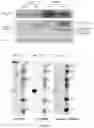 Fig. 42 - COMPOSITIONS AND METHODS TO MANUFACTURE TUMOR SUPPRESSOR FUSIONS