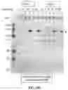 Fig. 43 - COMPOSITIONS AND METHODS TO MANUFACTURE TUMOR SUPPRESSOR FUSIONS