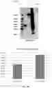 Fig. 47 - COMPOSITIONS AND METHODS TO MANUFACTURE TUMOR SUPPRESSOR FUSIONS