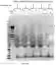 Fig. 51 - COMPOSITIONS AND METHODS TO MANUFACTURE TUMOR SUPPRESSOR FUSIONS