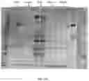 Fig. 52 - COMPOSITIONS AND METHODS TO MANUFACTURE TUMOR SUPPRESSOR FUSIONS