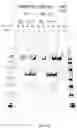 Fig. 55 - COMPOSITIONS AND METHODS TO MANUFACTURE TUMOR SUPPRESSOR FUSIONS