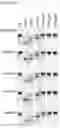 Fig. 11 - Cysteine protease