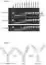 Fig. 12 - Cysteine protease
