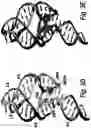 Fig. 09 - USE OF BIOLOGICAL RNA SCAFFOLDS WITH IN VITRO SELECTION TO GENERATE ROBUST SMALL MOLECULE BINDING APTAMERS FOR GENETICALLY ENCODABLE BIOSENSORS