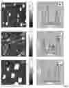 Fig. 06 - NANOSYSTEM BASED ON MICRORNA FOR TREATING OBSESITY