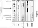 Fig. 02 - Modulation of prekallikrein (PKK) expression