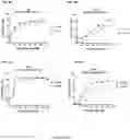 Fig. 08 - NOVEL INTERLEUKIN-2 VARIANTS AND BIFUNCTIONAL FUSION MOLECULES THEREOF