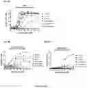 Fig. 16 - NOVEL INTERLEUKIN-2 VARIANTS AND BIFUNCTIONAL FUSION MOLECULES THEREOF