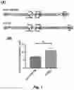 Fig. 02 - AUGMENTATIONS TO LENTIVIRAL VECTORS (CCLC-MGATA/ANK-CORE LCR-BETA-AS3-FB) TO INCREASE EXPRESSION