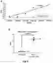 Fig. 09 - AUGMENTATIONS TO LENTIVIRAL VECTORS (CCLC-MGATA/ANK-CORE LCR-BETA-AS3-FB) TO INCREASE EXPRESSION