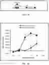 Fig. 02 - Single cycle replicating adenovirus vectors