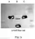Fig. 06 - Single cycle replicating adenovirus vectors