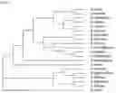 Fig. 04 - MICROORGANISM BELONGING TO GENUS STAPHYLOCOCCUS PRODUCING ALLULOSE AND METHOD FOR PREPARING ALLULOSE USING THE SAME