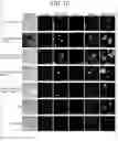 Fig. 09 - RNA CAPPING METHOD, PRODUCTION METHOD FOR MODIFIED RNA, AND MODIFIED RNA