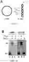 Fig. 02 - T5 exonuclease-based method to identify DNA topoisomerase inhibitors