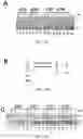 Fig. 04 - T5 exonuclease-based method to identify DNA topoisomerase inhibitors