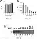 Fig. 06 - T5 exonuclease-based method to identify DNA topoisomerase inhibitors
