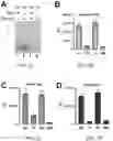 Fig. 07 - T5 exonuclease-based method to identify DNA topoisomerase inhibitors