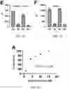 Fig. 08 - T5 exonuclease-based method to identify DNA topoisomerase inhibitors