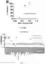 Fig. 09 - T5 exonuclease-based method to identify DNA topoisomerase inhibitors