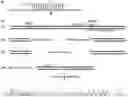 Fig. 01 - PROGRAMMABLE DNA-GUIDED ARTIFICIAL RESTRICTION ENZYMES