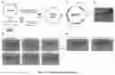 Fig. 03 - PROGRAMMABLE DNA-GUIDED ARTIFICIAL RESTRICTION ENZYMES