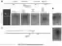 Fig. 04 - PROGRAMMABLE DNA-GUIDED ARTIFICIAL RESTRICTION ENZYMES