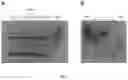 Fig. 06 - PROGRAMMABLE DNA-GUIDED ARTIFICIAL RESTRICTION ENZYMES