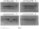 Fig. 07 - PROGRAMMABLE DNA-GUIDED ARTIFICIAL RESTRICTION ENZYMES