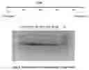 Fig. 09 - PROGRAMMABLE DNA-GUIDED ARTIFICIAL RESTRICTION ENZYMES