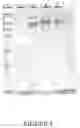 Fig. 03 - Methods and/or use of oligonucleotide conjugates for assays and flow cytometry detections