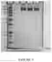 Fig. 06 - Methods and/or use of oligonucleotide conjugates for assays and flow cytometry detections