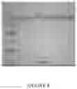 Fig. 09 - Methods and/or use of oligonucleotide conjugates for assays and flow cytometry detections