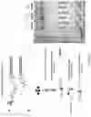 Fig. 16 - Methods and/or use of oligonucleotide conjugates for assays and flow cytometry detections