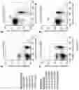 Fig. 33 - Methods and/or use of oligonucleotide conjugates for assays and flow cytometry detections