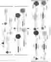 Fig. 47 - Methods and/or use of oligonucleotide conjugates for assays and flow cytometry detections