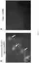 Fig. 53 - Methods and/or use of oligonucleotide conjugates for assays and flow cytometry detections