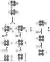 Fig. 08 - MULTI-AMPLITUDE MODULAR LABELED COMPOUNDS