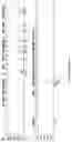 Fig. 06 - METHOD FOR DETECTING SMN GENE COPY NUMBER USING SMNP AS REFERENCE