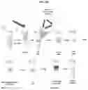 Fig. 37 - METHOD FOR DIAGNOSING CANCER USING CFDNA
