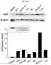 Fig. 56 - METHOD FOR DIAGNOSING CANCER USING CFDNA