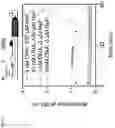 Fig. 07 - RIBOSWITCH-BASED FLUORIDE SENSING IN CELL-FREE EXTRACT